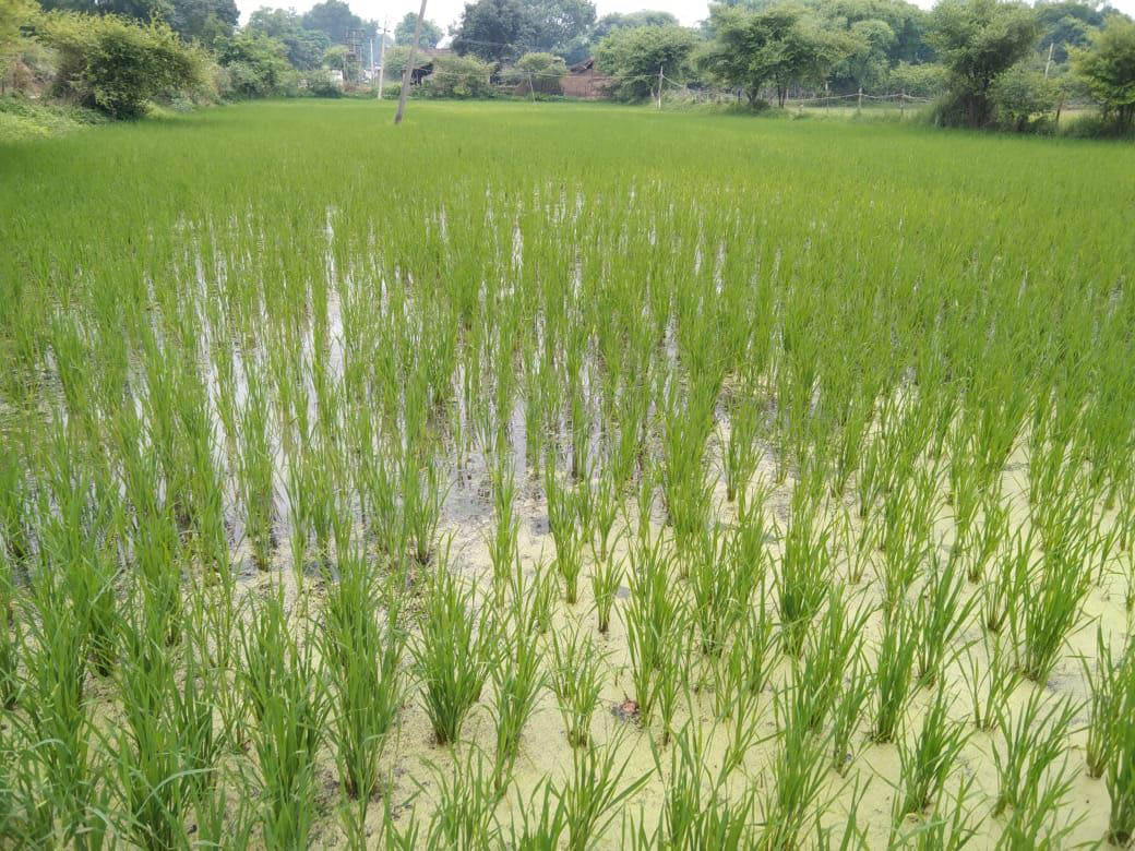maanasoon do rukhee, chitrakoot-mahoba dukhee
