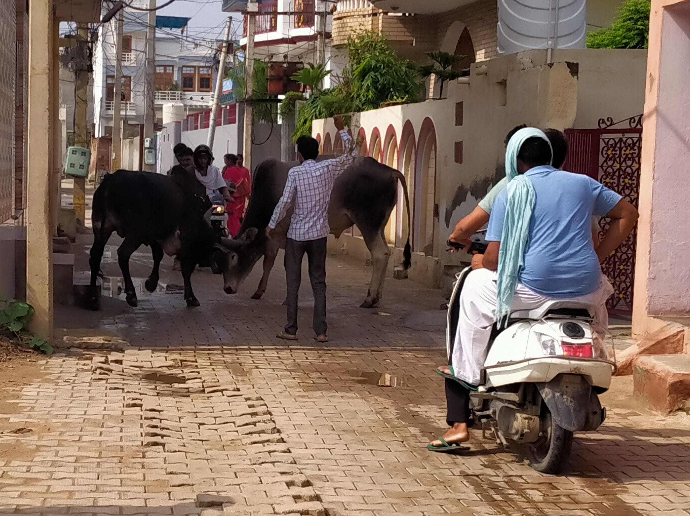 घिकाड़ा रोड की ओर जाने वाली गली में लड़ते गोवंश और मौजूद राहगीर। घिकाड़ा रोड की ओर जाने वाली गली में लड़ते गोवंश और मौजूद राहगीर।