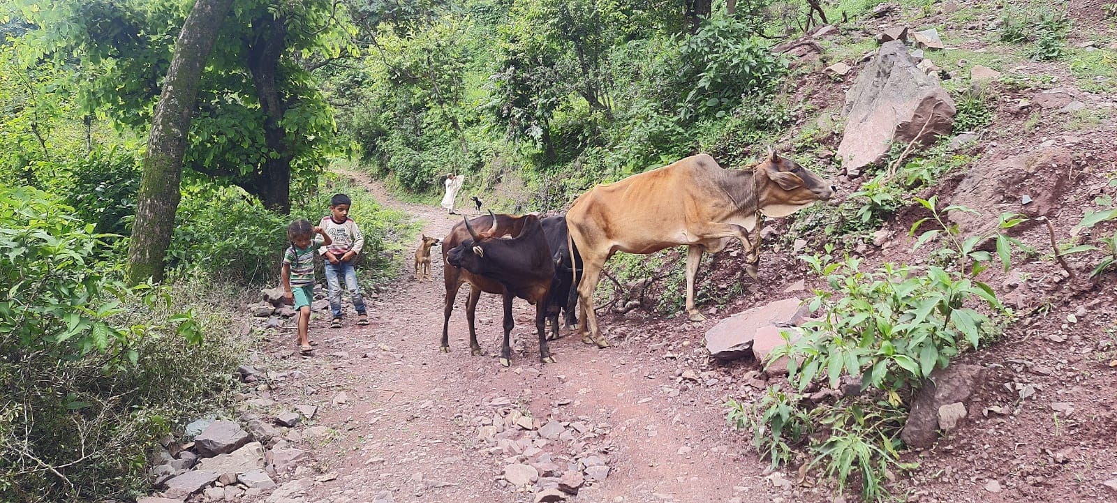 बसोहली कछीड़ को जाने वाला कच्चा मार्ग बसोहली कछीड़ को जाने वाला कच्चा मार्ग