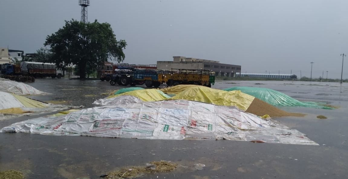 अनाज मंडी में बारिश से बचाने के लिए तिरपाल से ढकी धान की ढेरियां। संवाद अनाज मंडी में बारिश से बचाने के लिए तिरपाल से ढकी धान की ढेरियां। संवाद