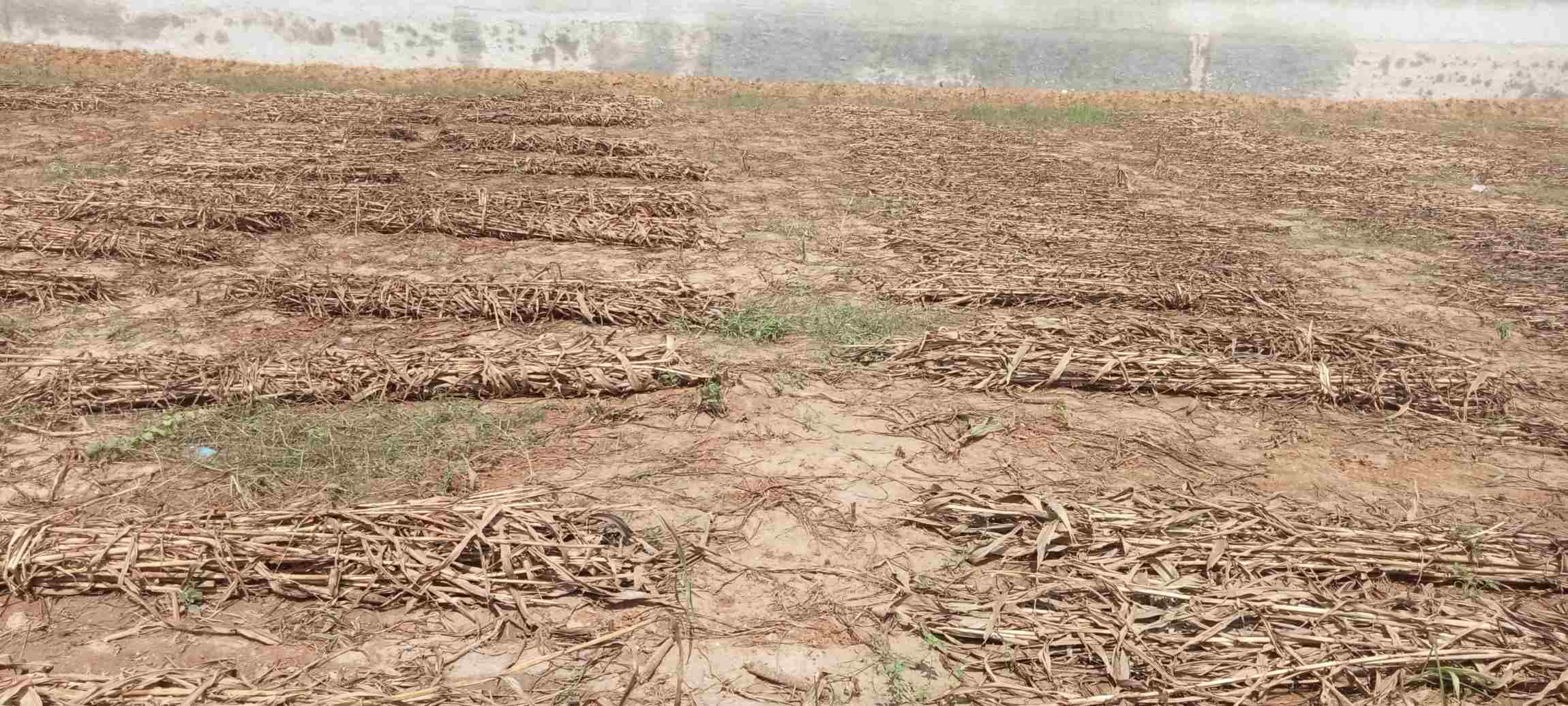खेत में कटी पड़ी बाजरे की फसल । संवाद खेत में कटी पड़ी बाजरे की फसल । संवाद