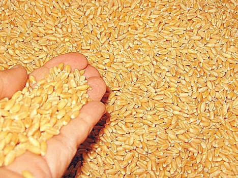 wheat wheat