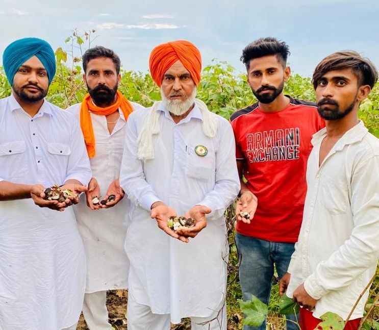 खराब फसल दिखाते किसान।