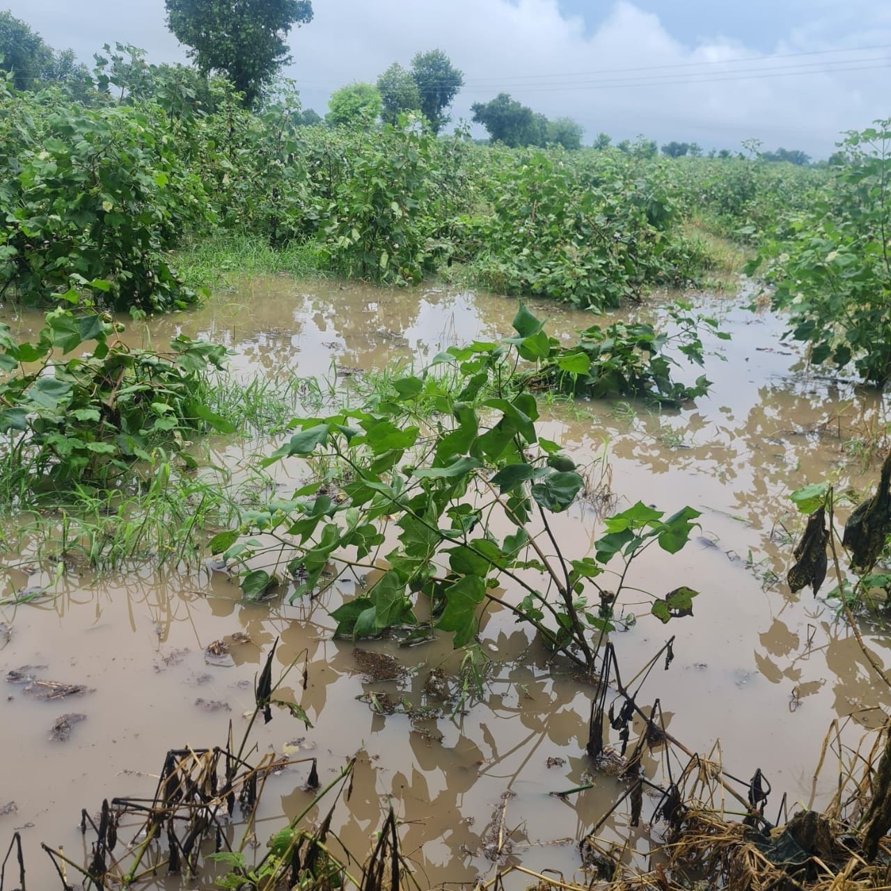 चोपटा क्षेत्र में बारिश के चलते जमा पानी।