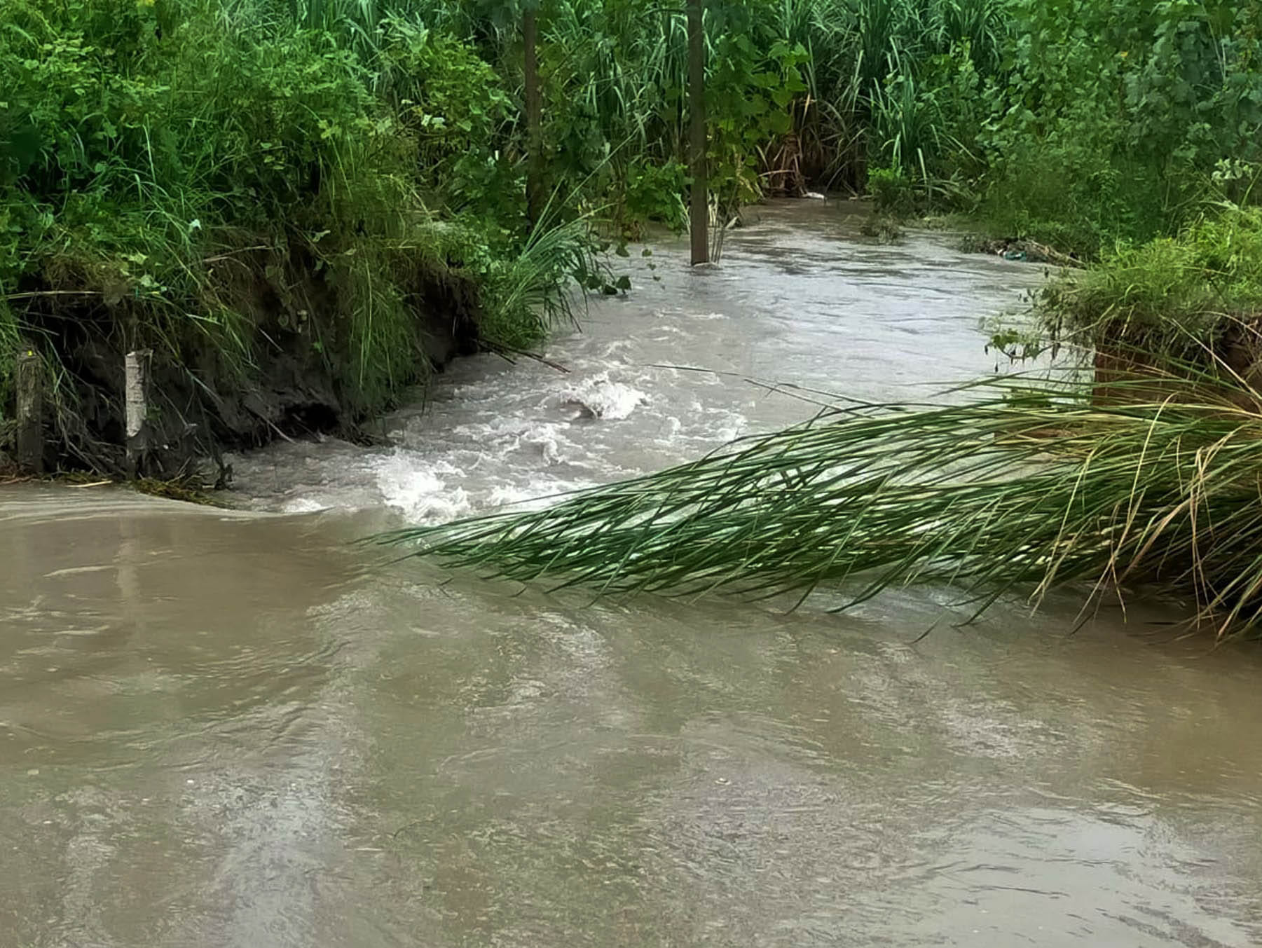 चरथावल में नहर पटरी टूटने से खेतों में बहता पानी।