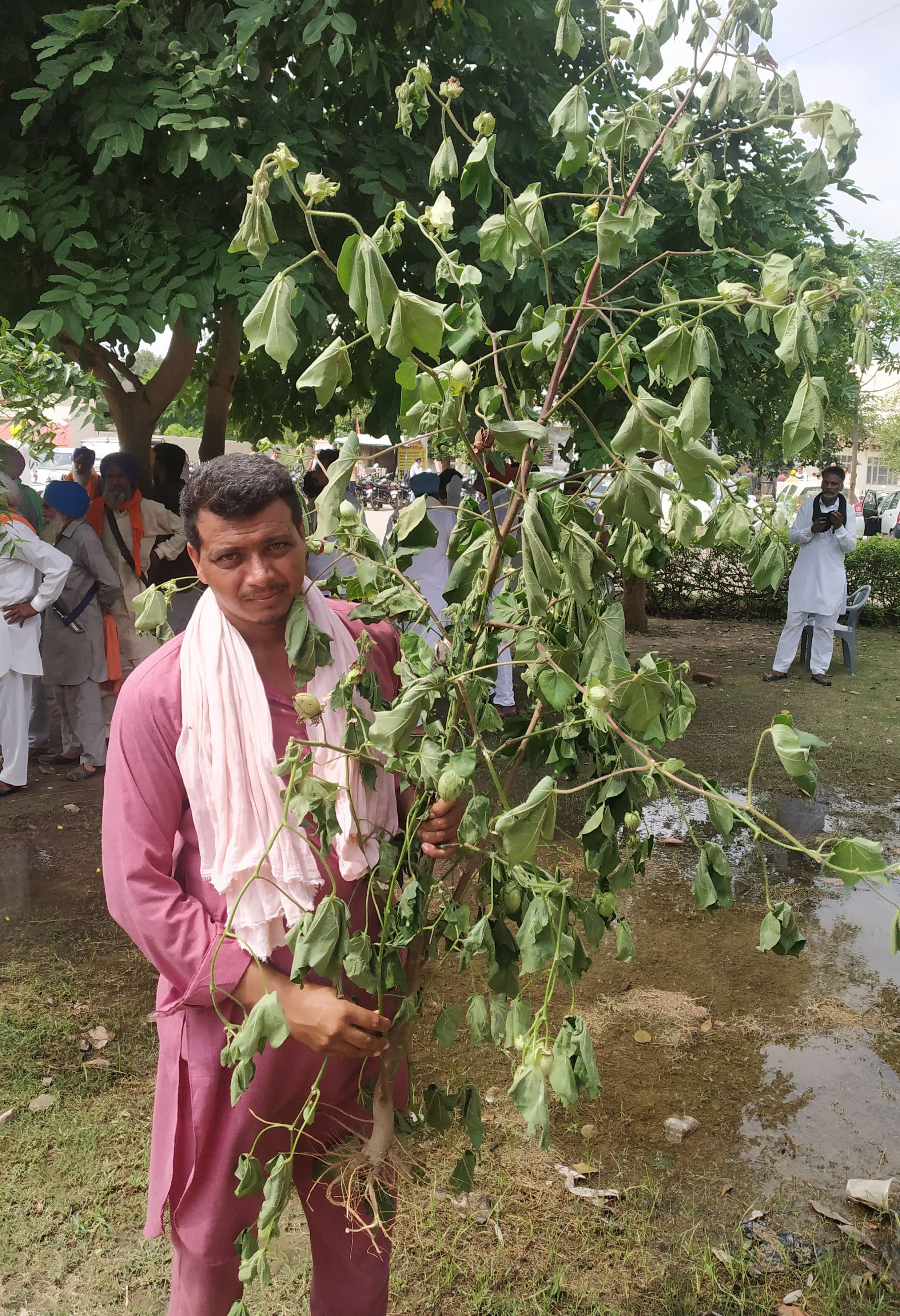 लघु सचिवालय के समक्ष खराब फसल लेकर पहुंचा किसान लघु सचिवालय के समक्ष खराब फसल लेकर पहुंचा किसान