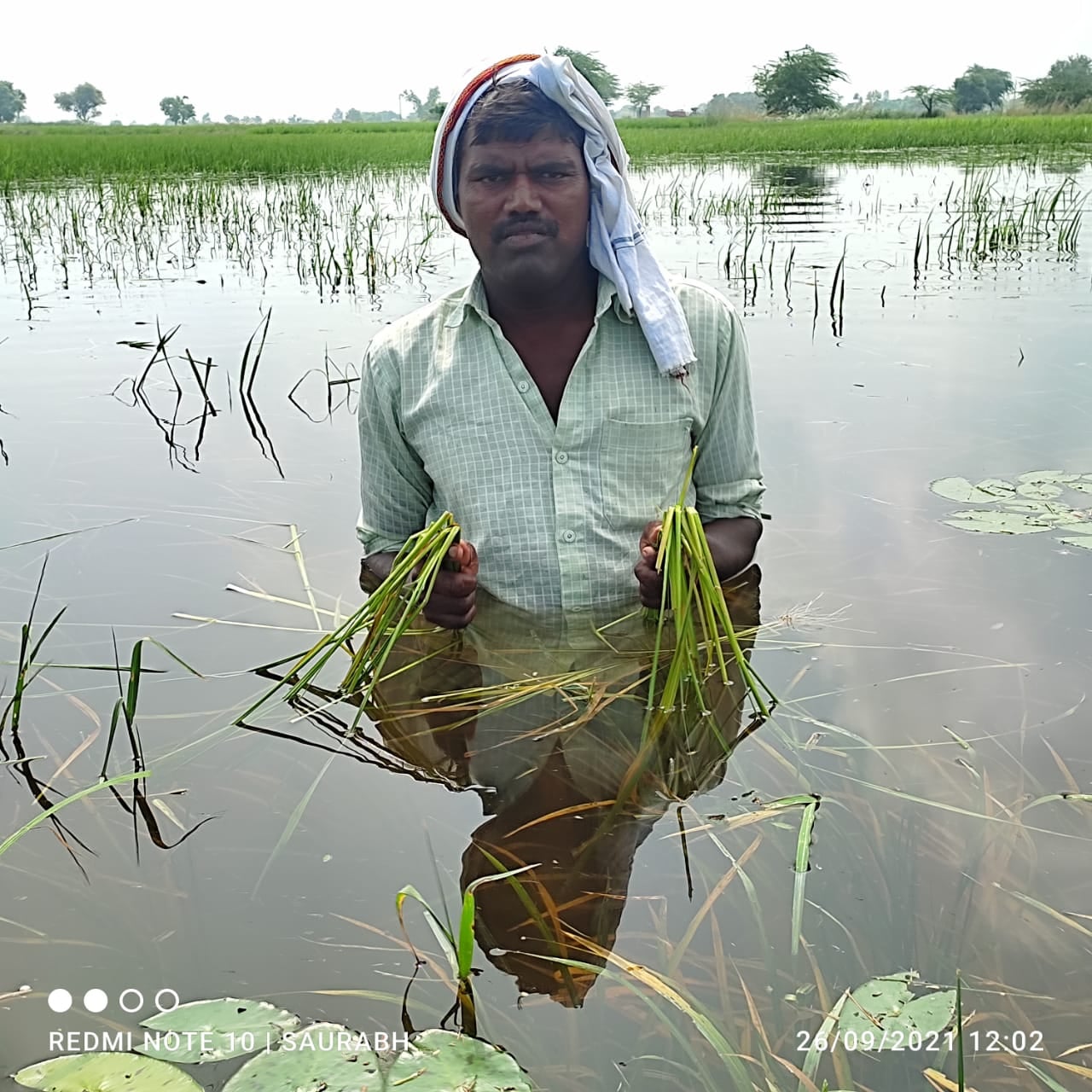 अहनैया नदी में आए उफान से डूबी फसल दिखाता किसान। संवाद अहनैया नदी में आए उफान से डूबी फसल दिखाता किसान। संवाद