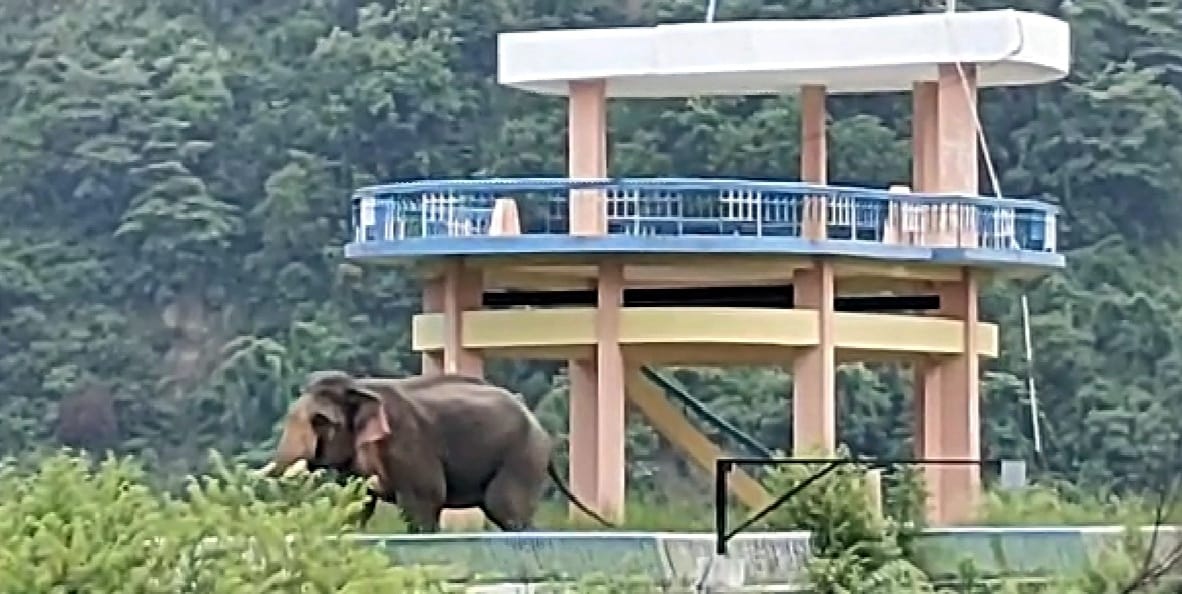 कालागढ़ में मुख्य बांध पर लंका क्षेत्र में भ्रमण करता एक हाथी। कालागढ़ में मुख्य बांध पर लंका क्षेत्र में भ्रमण करता एक हाथी।
