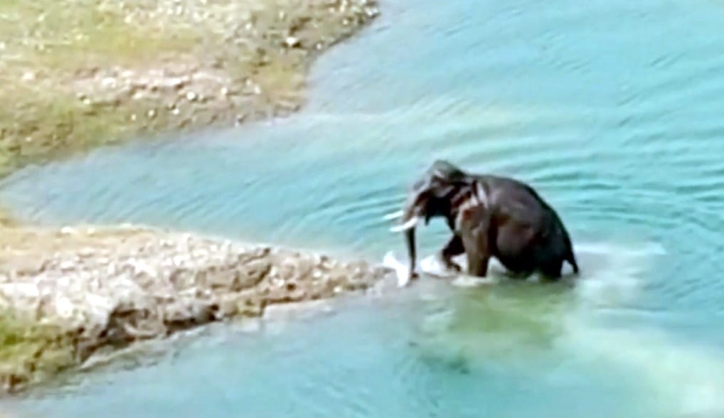 कालागढ़ में सैडिल बांध पर नदी में नहाता एक हाथी। कालागढ़ में सैडिल बांध पर नदी में नहाता एक हाथी।
