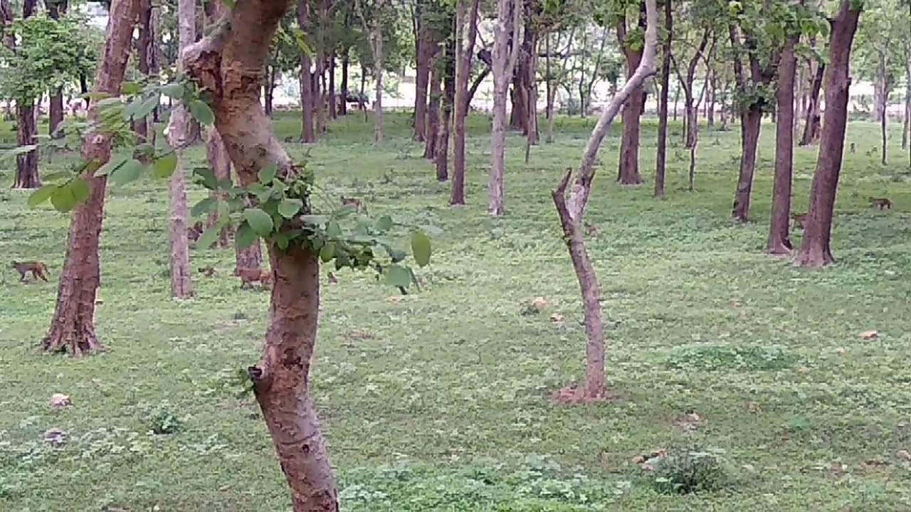 चंदन वन में पसरा सन्नाटा नहीं दिख रहे जानवर चंदन वन में पसरा सन्नाटा नहीं दिख रहे जानवर
