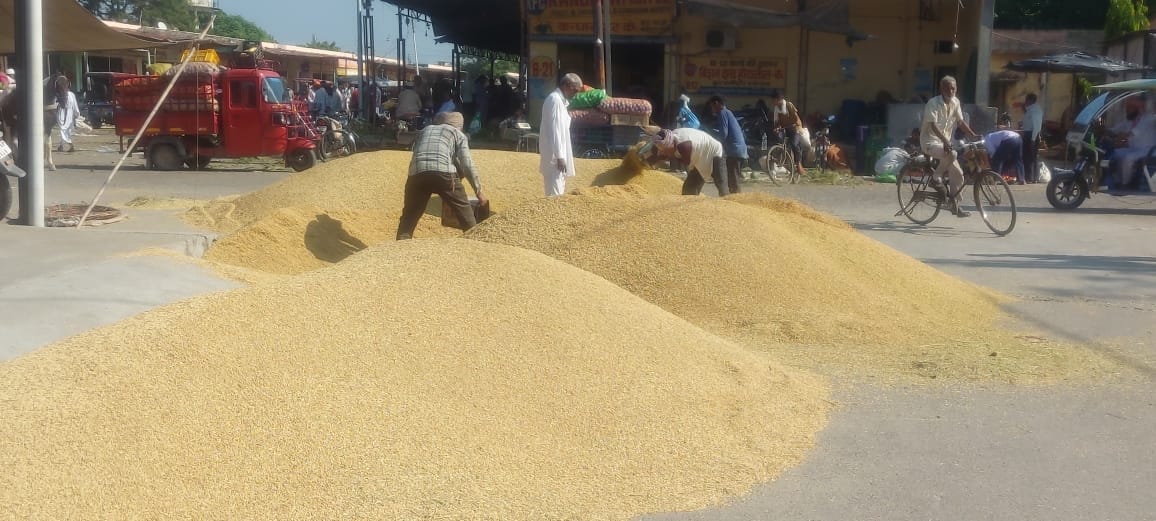 मंडी में आया धान