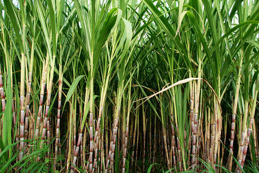Sugarcane Variety 13235 Is Becoming An Alternative To 0238 - गन्ने की  प्रजाति 13235 बन रही 0238 का विकल्प - Muzaffarnagar News