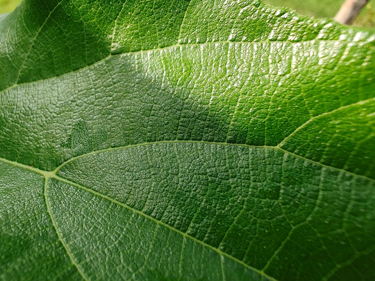 Vivo X70 Pro+ Review: साल 2021 का सबसे स्टाइलिश और परफेक्ट स्मार्टफोन