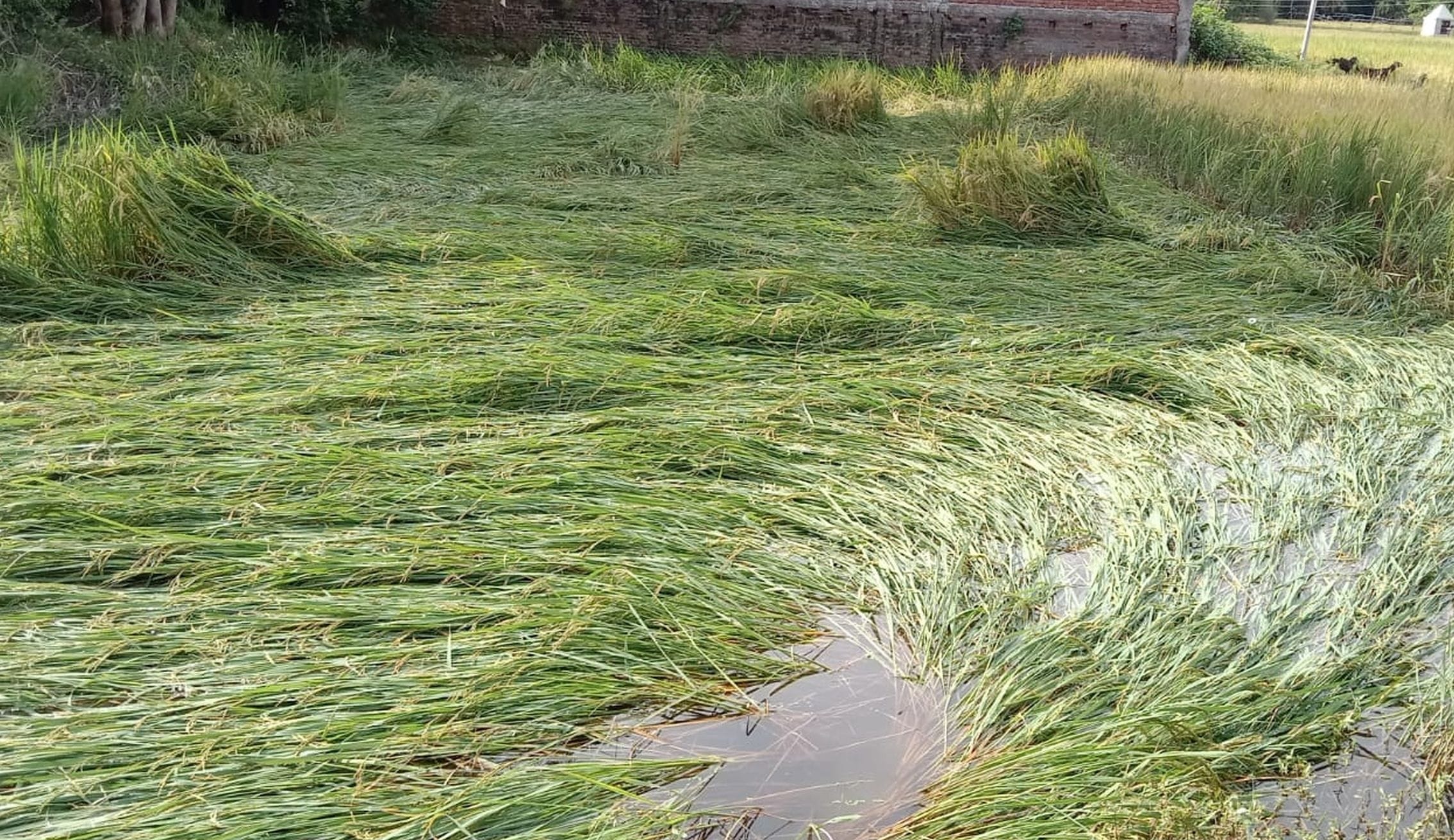 03 : गौरीगंज : माधवपुर की सीवान में हवा से गिरी धान फसल वं जमा बरसात का पानी। -संवाद 03 : गौरीगंज : माधवपुर की सीवान में हवा से गिरी धान फसल वं जमा बरसात का पानी। -संवाद