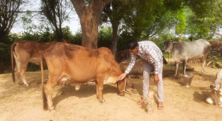 गाय में आई बीमारी दिखाते गांव काजलहेड़ी के पशुपालक रमेश गोदारा।