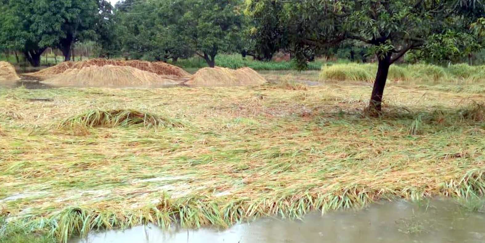 नींदडू़ के गांव मनकुआ में बारिश से गिरी धान की फसल। नींदडू़ के गांव मनकुआ में बारिश से गिरी धान की फसल।