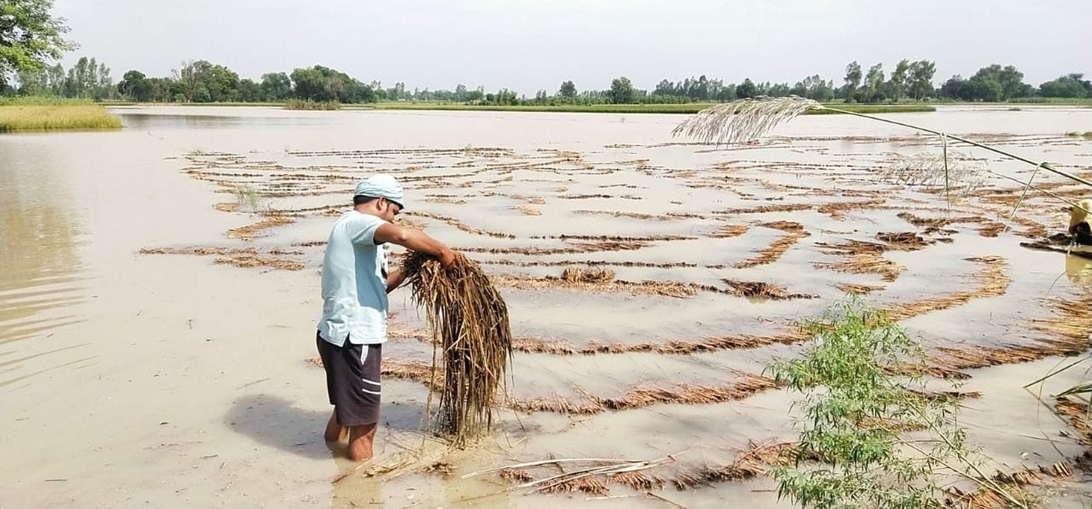गांव करनपुर दत्त में बारिश का पानी खेत में भरने से डूबी कटी पड़ी धान की फसल निकालता किसान। संवाद गांव करनपुर दत्त में बारिश का पानी खेत में भरने से डूबी कटी पड़ी धान की फसल निकालता किसान। संवाद