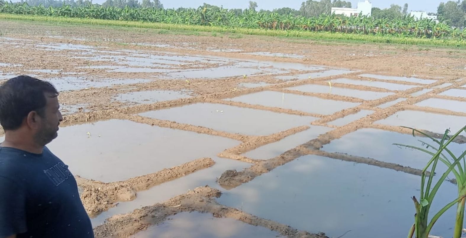 गांव जौरा में बारिश के पानी से जलमग्न हुई फसल को देखता किसान। संवाद गांव जौरा में बारिश के पानी से जलमग्न हुई फसल को देखता किसान। संवाद