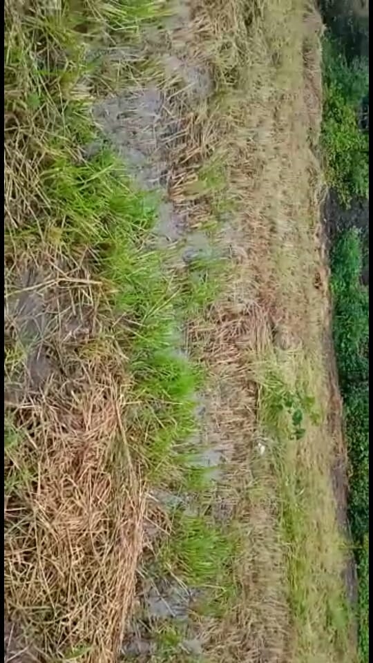 पानी से फसल हुई खराब पानी से फसल हुई खराब