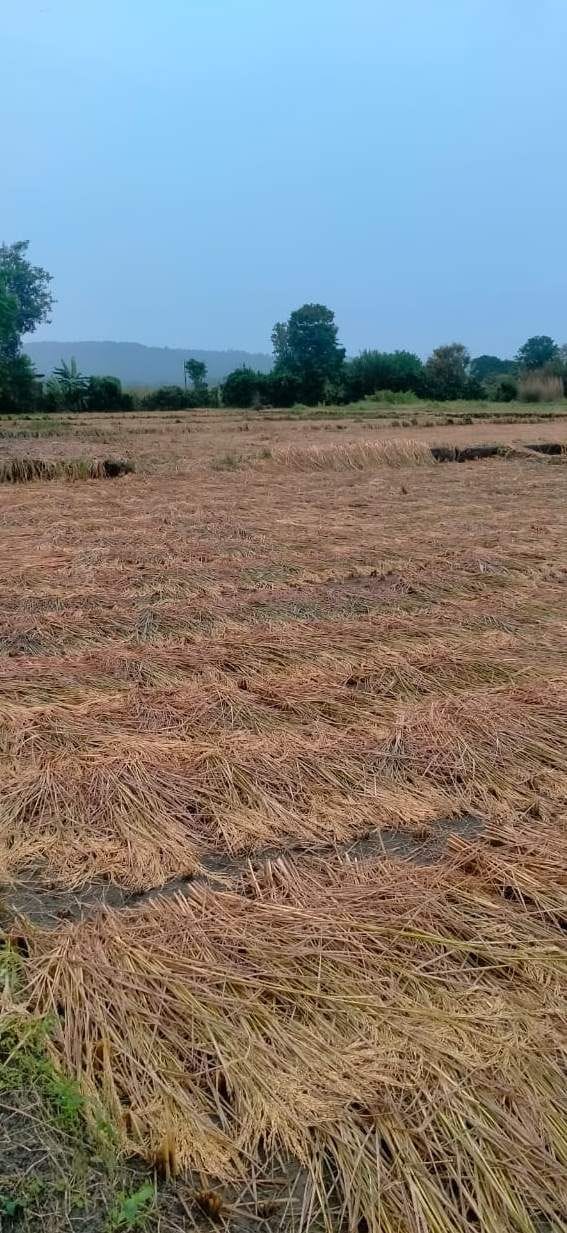 रायवाला में हो रही लगातार बारिश से धान की फसल को हुआ नुकसान।
