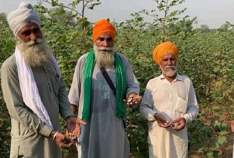 बठिंडा में बर्बाद फसल दिखाते किसान बलविंदर सिंह।