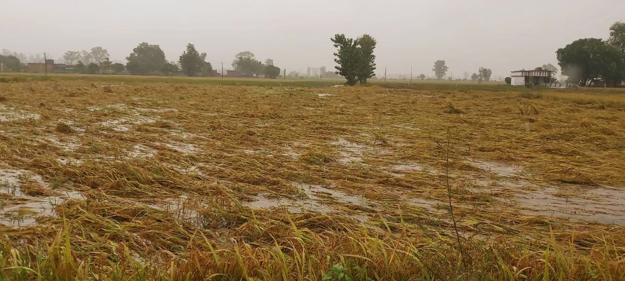 खटीमा के हल्दी घेरा में पानी में जलमग्न धान की फसल।