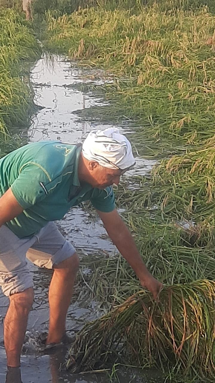 गांव रोहट में खेत के अंदर पानी में डूबीं बालियों को उठाता किसान। संवाद