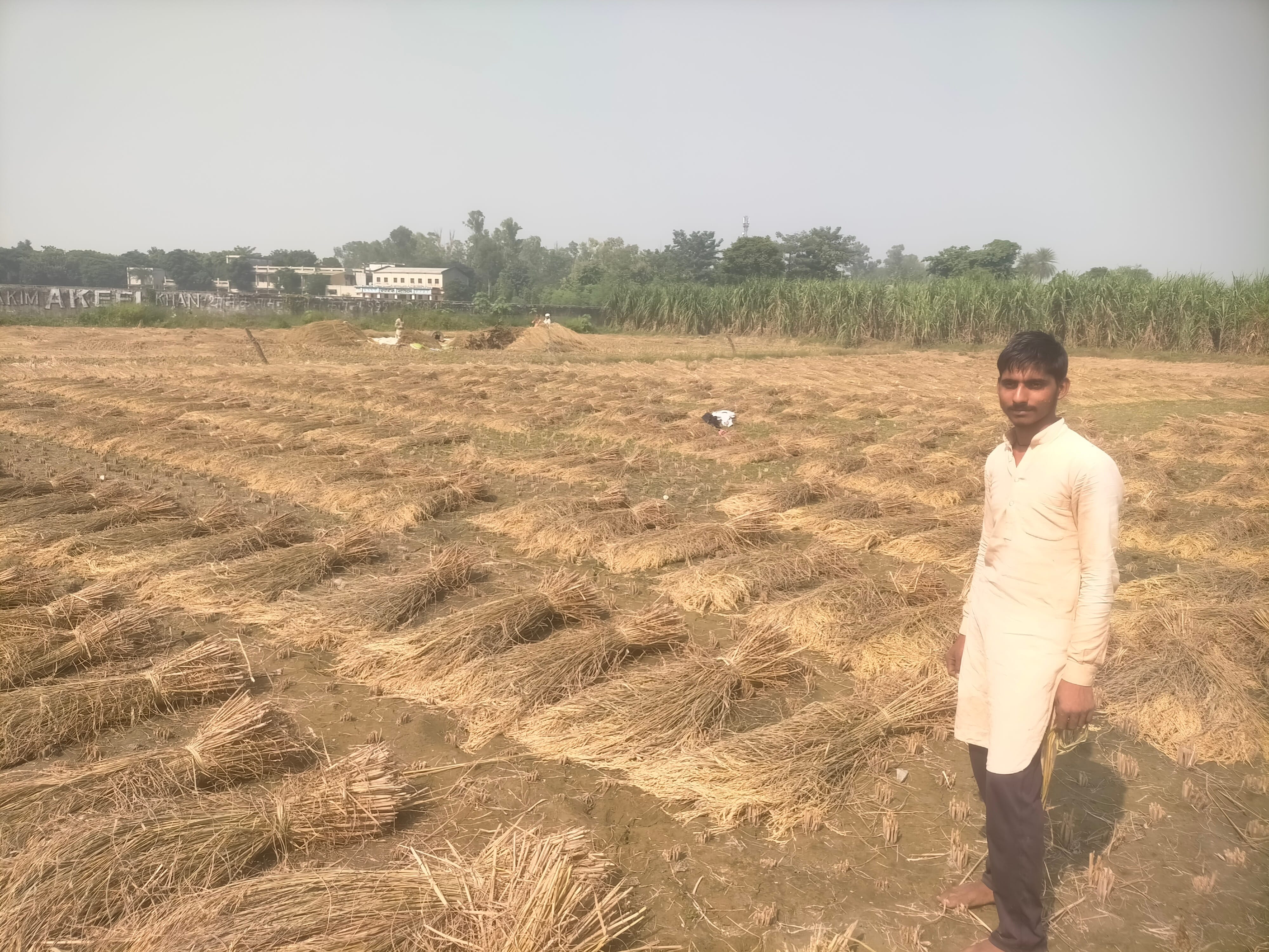 कैराना में अलीपुर रोड पर बारिश के कारण जमीन पर बिछी धान की फसल