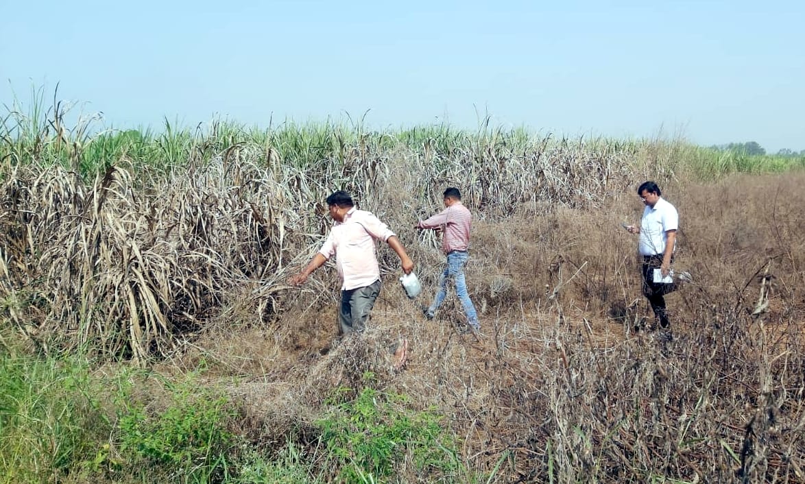 जिनौर के ग्राम सालमाबाद में फैक्ट्री का प्रदूषित पानी डालने से खराब हुई गन्ने की फसल। जिनौर के ग्राम सालमाबाद में फैक्ट्री का प्रदूषित पानी डालने से खराब हुई गन्ने की फसल।