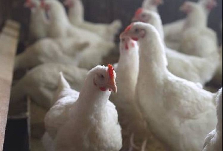 Grippe aviaire Alerte à la grippe aviaire dans les échantillons de l’Himachal Pradesh envoyés à Jalandhar