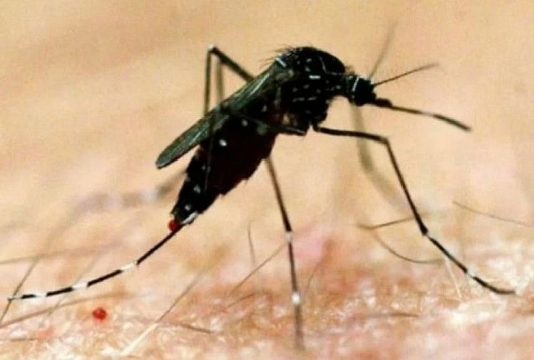 Dengue à Delhi 15 personnes sont décédées cette année 8975 cas de dengue en 2021