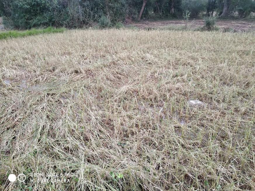 बि में बारिश से बर्बाद हुआ धान की फसल का खेत बि में बारिश से बर्बाद हुआ धान की फसल का खेत