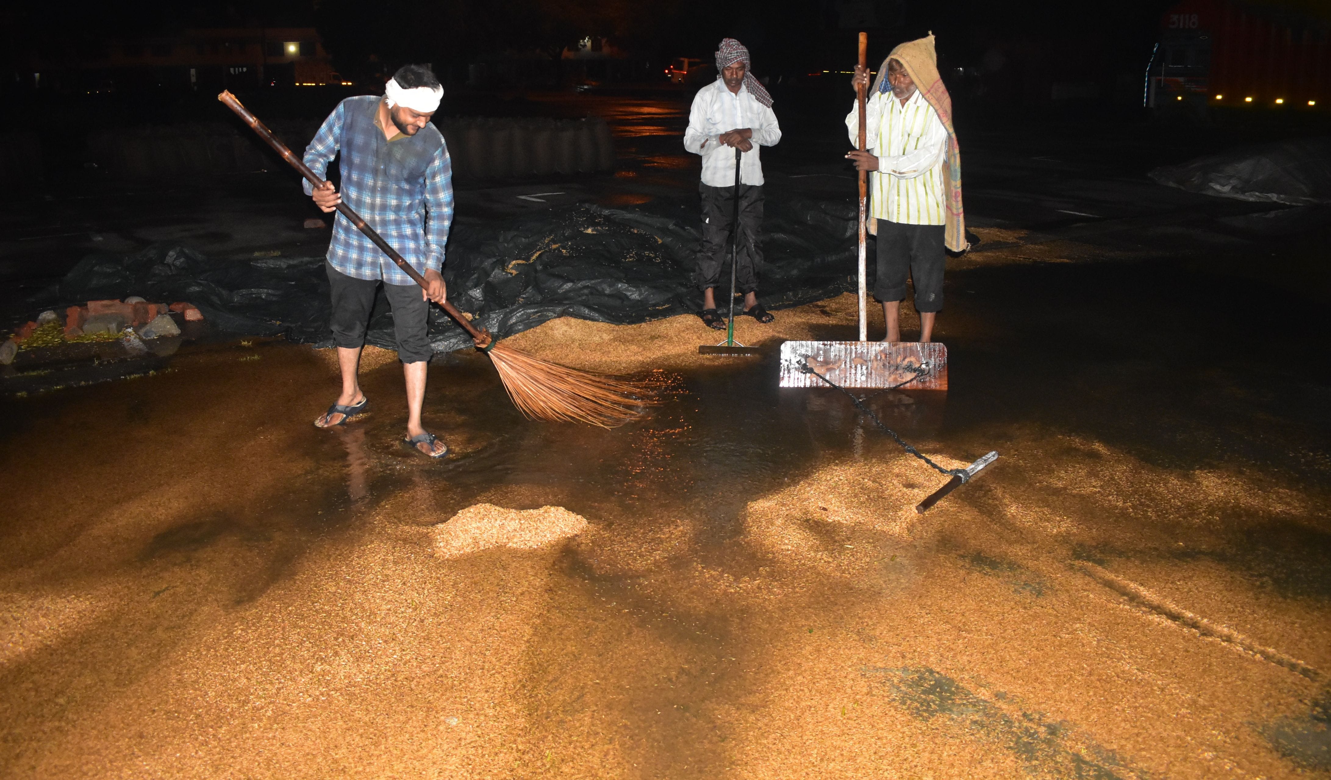 One hour of torrential rain, paddy soaked in mandis