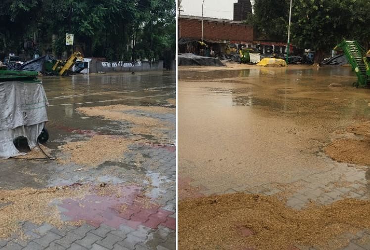 Penaburan Gandum Akan Tertunda Di Punjab Karena Musim Hujan