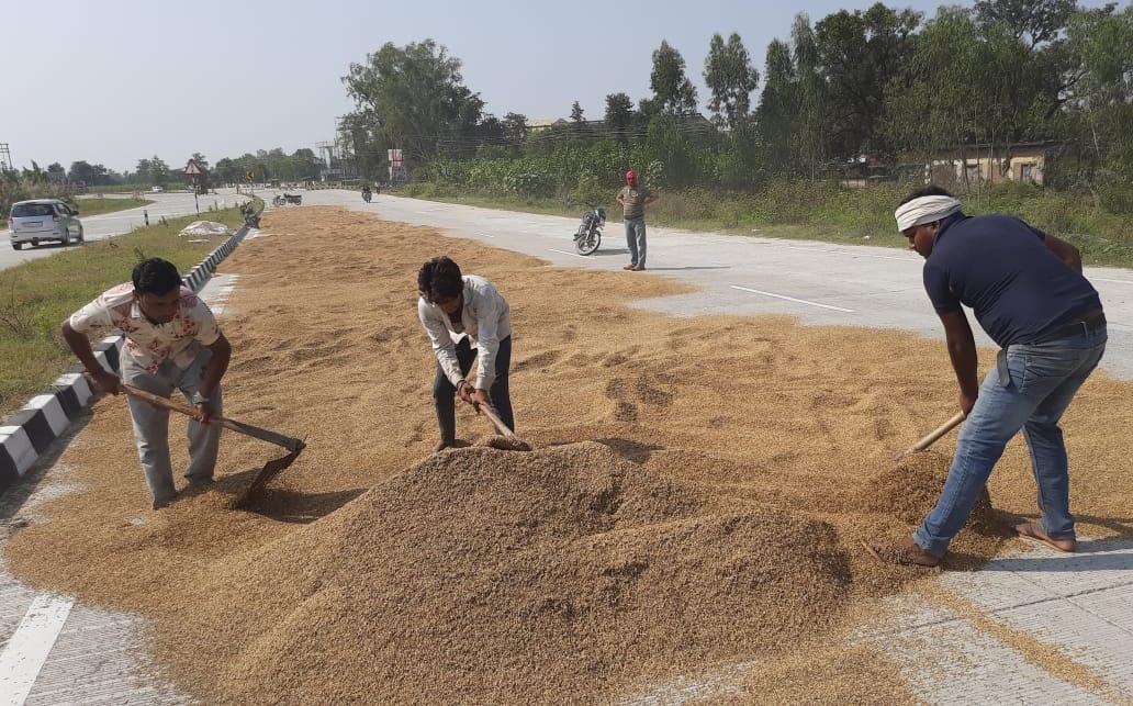अफजलगढ़ के गांव आलमपुर गांवड़ी में बारिश के बाद धान सुखाते ग्रामीण। अफजलगढ़ के गांव आलमपुर गांवड़ी में बारिश के बाद धान सुखाते ग्रामीण।