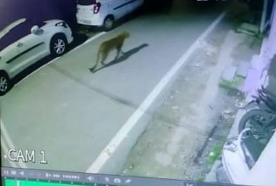 Macan Tutul Anjing Berlari Tertangkap Kamera Cctv Di Pasar Chilianaula