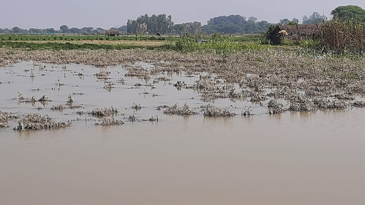 बाढ़ से खराब हुई फसल। संवाद बाढ़ से खराब हुई फसल। संवाद