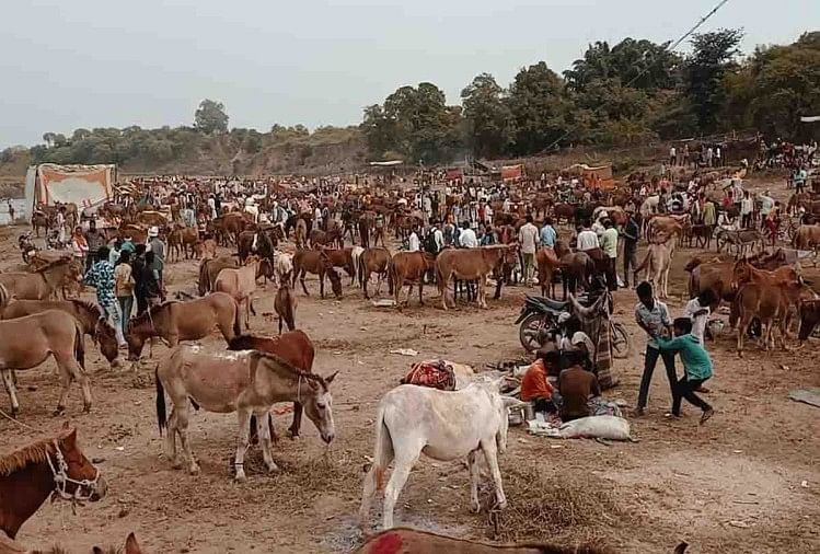 Donkey Fair Di Chitrakoot District Up – Pameran keledai bersejarah negara: ‘Shahrukh’ dijual seharga 10 lakh dan ‘Salman’ dijual seharga 7 lakh