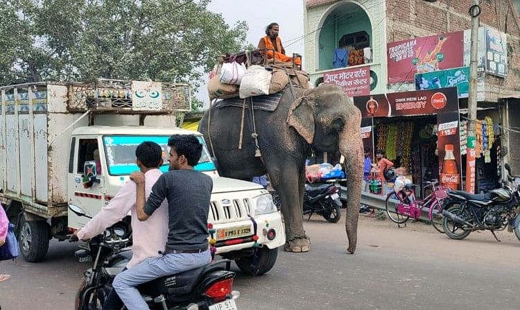 Hamirpur News,hamirpur – Gajah yang kembali dari Maihar menghancurkan truk tak terkendali di kota