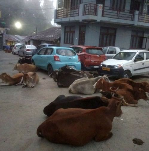 Sapi Berkeliaran Di Ranikhet – Kapan Anda akan menyingkirkan teror hewan yang tidak diklaim