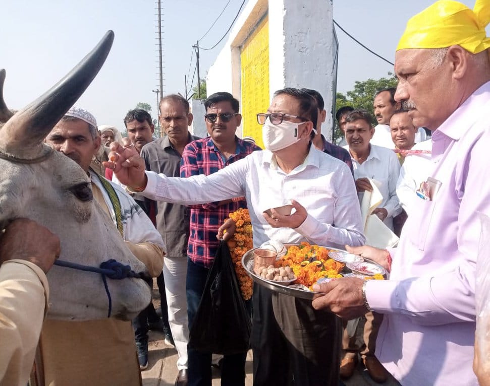 थानाभवन बजाज शुगर मिल में पेराई सत्र के दोरान बैल को तिलक करते मिल अधिकारी थानाभवन बजाज शुगर मिल में पेराई सत्र के दोरान बैल को तिलक करते मिल अधिकारी