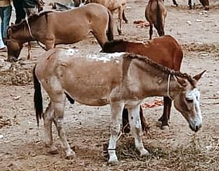  फिल्मी स्टार शाहरूख के नाम का गधा। संवाद
