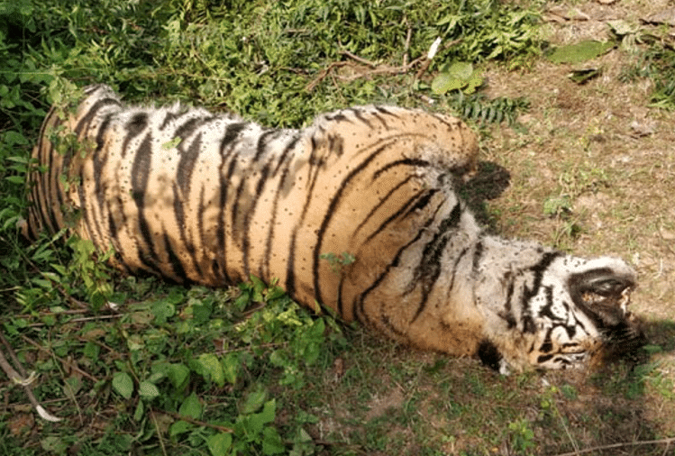 Madhya Pradesh: Harimau Mati Dalam Konflik di Cagar Alam Harimau Bandhavgarh, Harimau Bentrok Dengan Harimau Untuk Menyelamatkan Nyawa Kubus