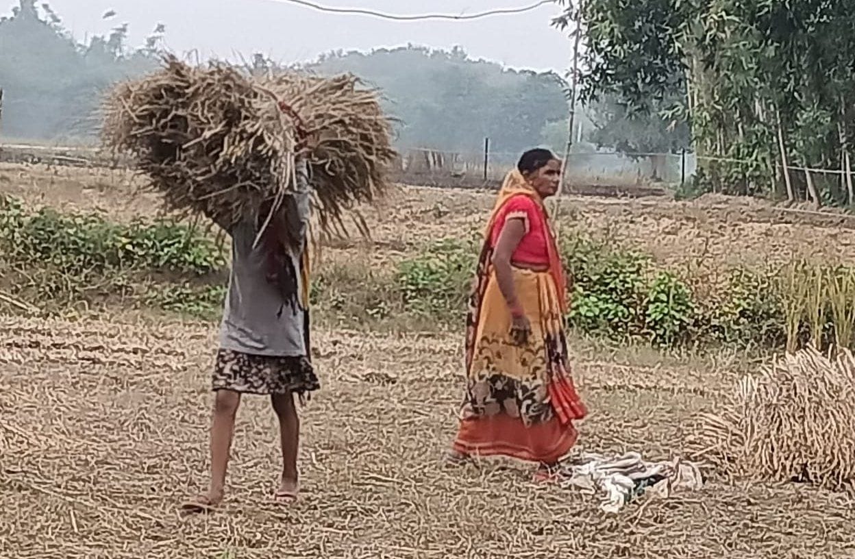 रविवार को दोपहर बाद आसमान में बादलों के आने से खेत में धान की फसल खलिहान ले जाता किसान। संवाद