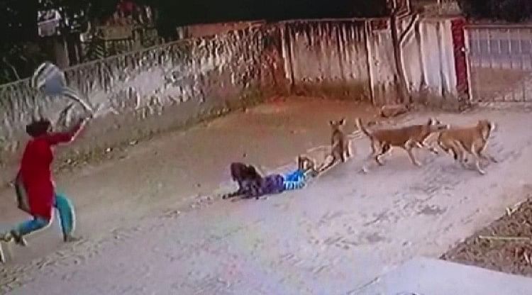 बच्ची को काट रहे कुत्तों को भगाती महिला सीसीटीवी में कैद।