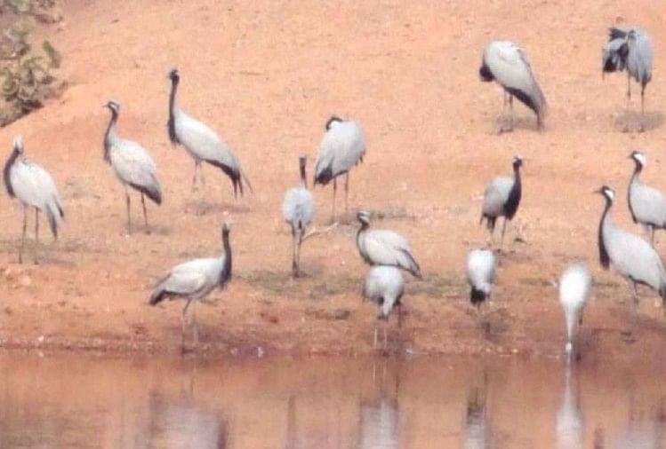 Lebih dari 80 Burung Migrasi Ditemukan Mati Di Jodhpur, Diduga Penyakit Ranikhet