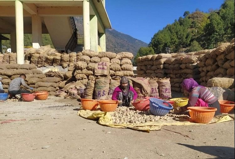 Permintaan Benih Kentang Lahaul Dari Assam Uttarakhand West Bengal Gujarat Arunachal Pradesh Kullu: 10 ribu karung benih kentang tertahan di Manali