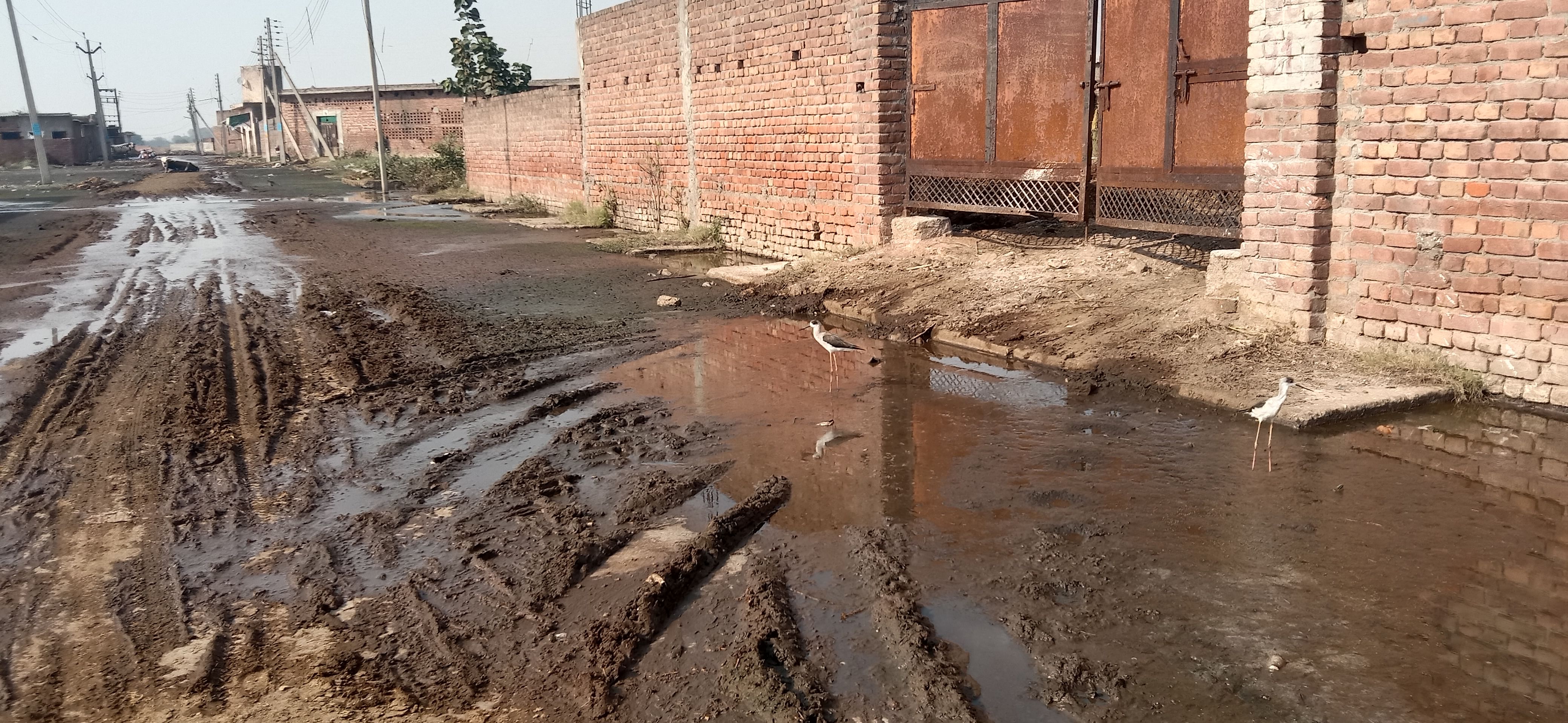 Kotoran dan air kotor menumpuk di jalan di Dairy Complex, Khatauli, Ambala.