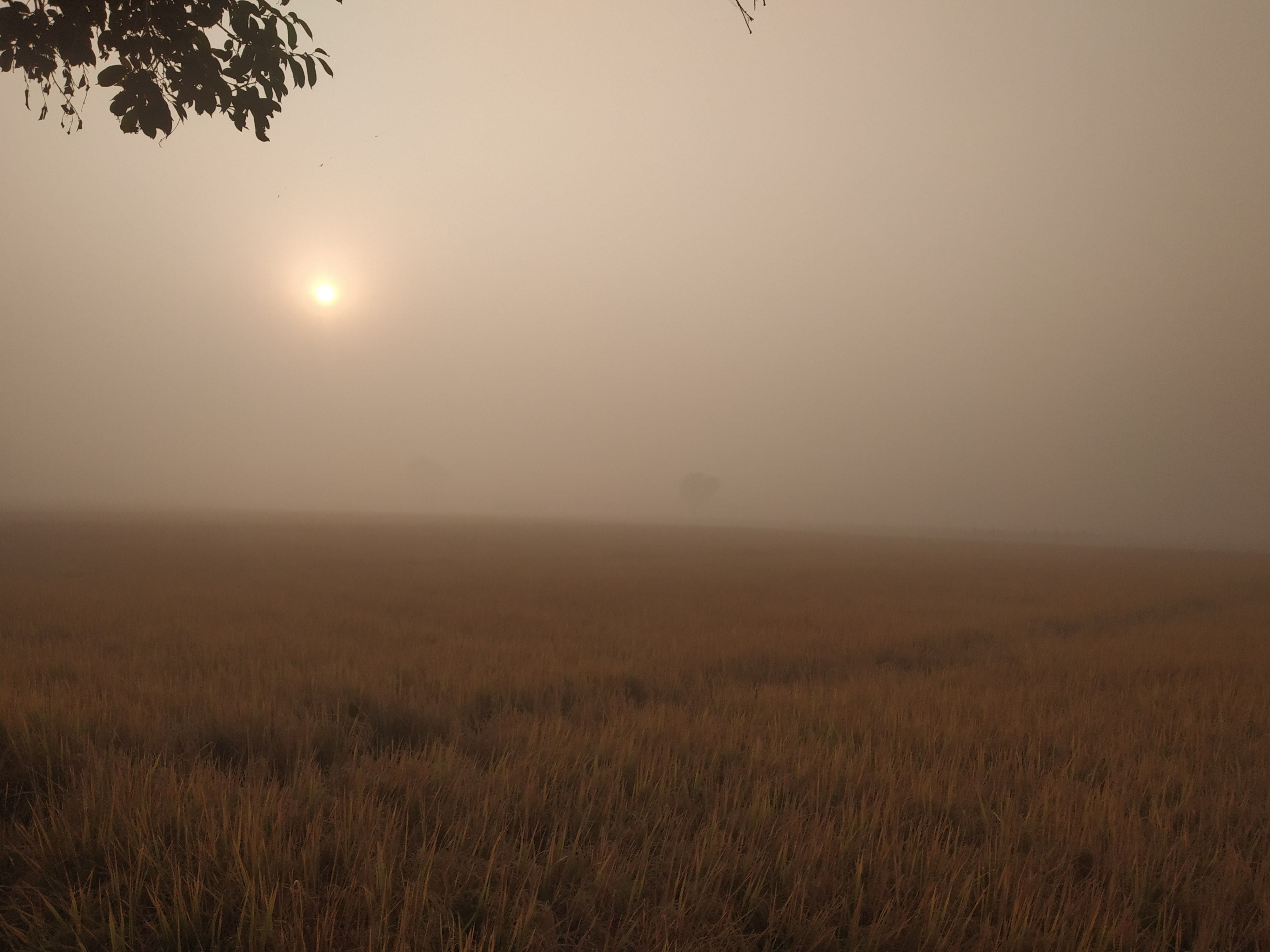 सुबह के समय खेतों में छाई घनी धुंध