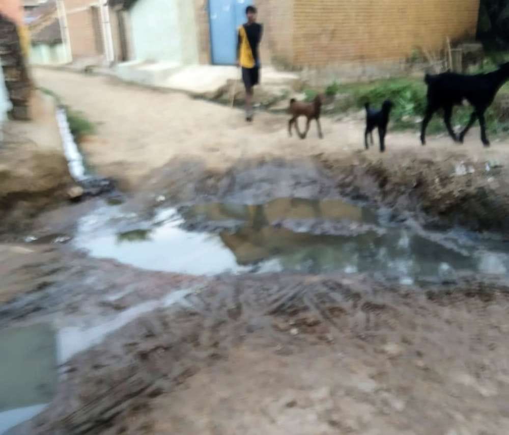 ग्राम पुन्नियां में बजबजाती नालियां। ग्राम पुन्नियां में बजबजाती नालियां।